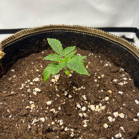 Blueberry Zkittlez Auto growlog timeline photo