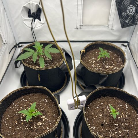 Blueberry Zkittlez Auto growlog timeline photo