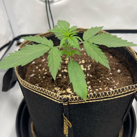 Blueberry Zkittlez Auto growlog timeline photo