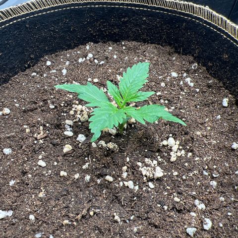 Blueberry Zkittlez Auto growlog timeline photo