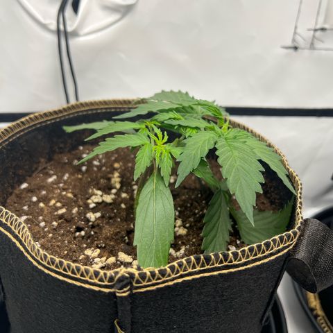 Blueberry Zkittlez Auto growlog timeline photo