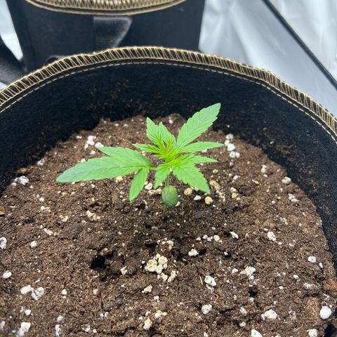 Blueberry Zkittlez Auto growlog timeline photo