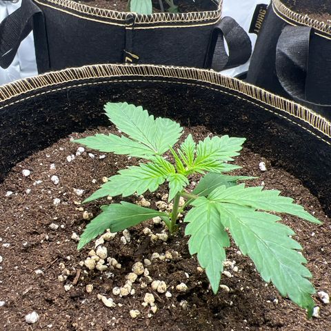 Blueberry Zkittlez Auto growlog timeline photo