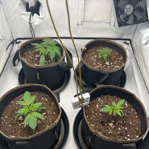 Blueberry Zkittlez Auto growlog timeline photo