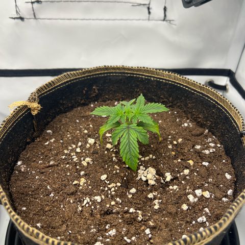 Blueberry Zkittlez Auto growlog timeline photo