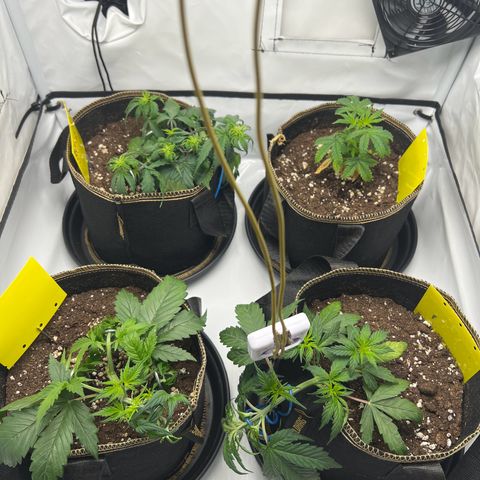 Blueberry Zkittlez Auto growlog timeline photo