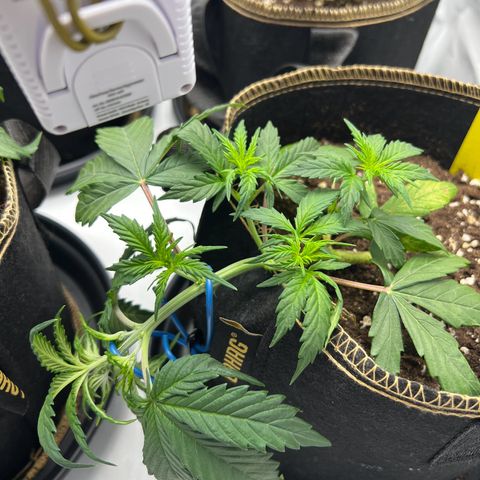 Blueberry Zkittlez Auto growlog timeline photo