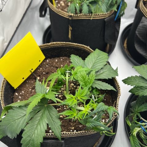 Blueberry Zkittlez Auto growlog timeline photo