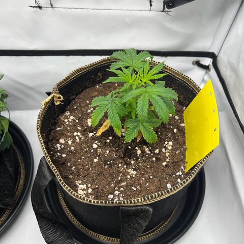 Blueberry Zkittlez Auto growlog timeline photo