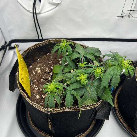 Blueberry Zkittlez Auto growlog timeline photo