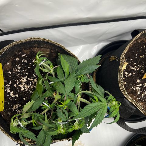 Blueberry Zkittlez Auto growlog timeline photo