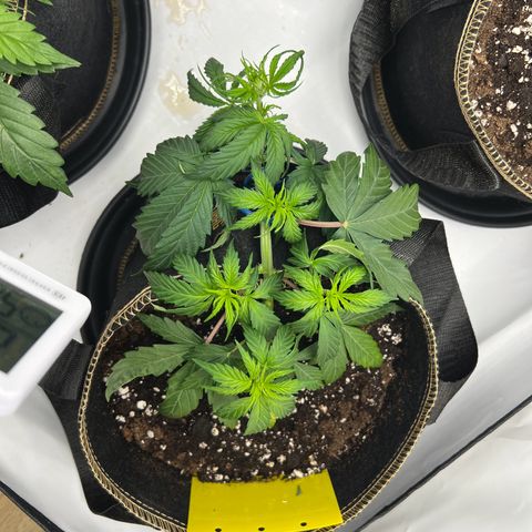 Blueberry Zkittlez Auto growlog timeline photo