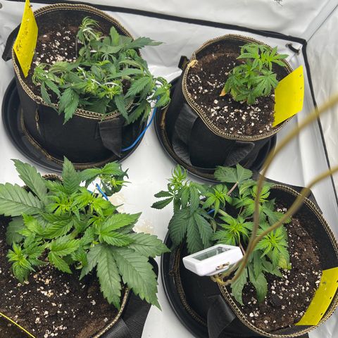 Blueberry Zkittlez Auto growlog timeline photo