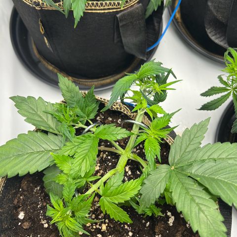 Blueberry Zkittlez Auto growlog timeline photo
