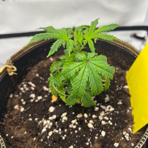 Blueberry Zkittlez Auto growlog timeline photo