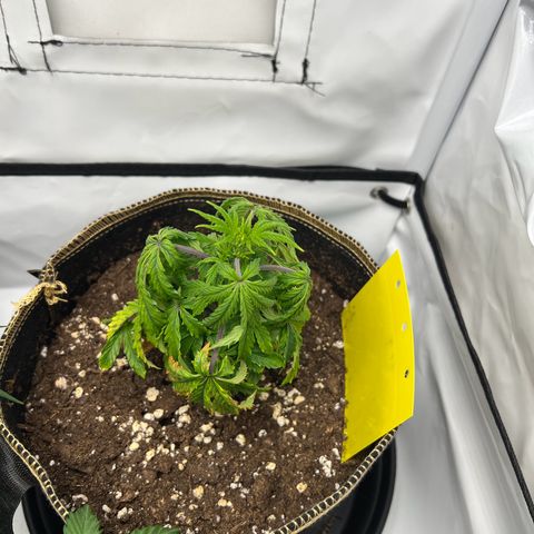 Blueberry Zkittlez Auto growlog timeline photo