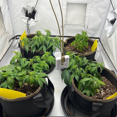 Blueberry Zkittlez Auto growlog timeline photo