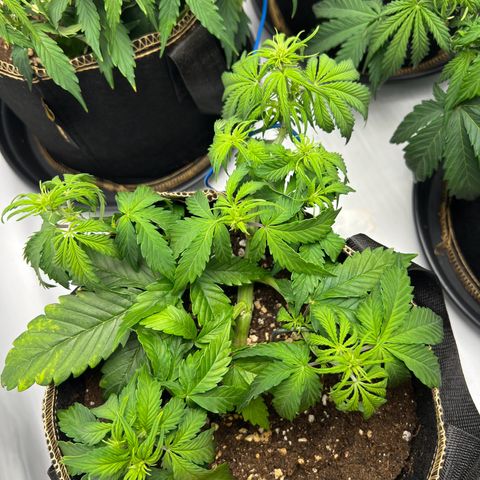 Blueberry Zkittlez Auto growlog timeline photo