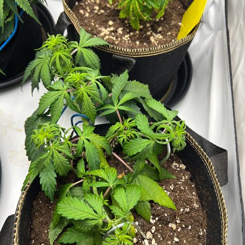 Blueberry Zkittlez Auto growlog timeline photo