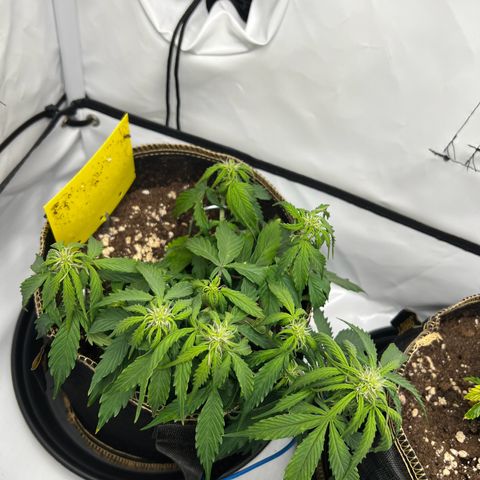 Blueberry Zkittlez Auto growlog timeline photo