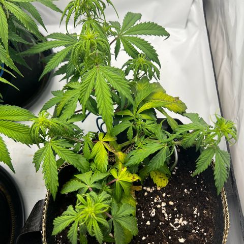 Blueberry Zkittlez Auto growlog timeline photo