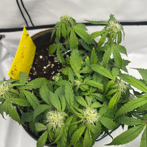 Blueberry Zkittlez Auto growlog timeline photo