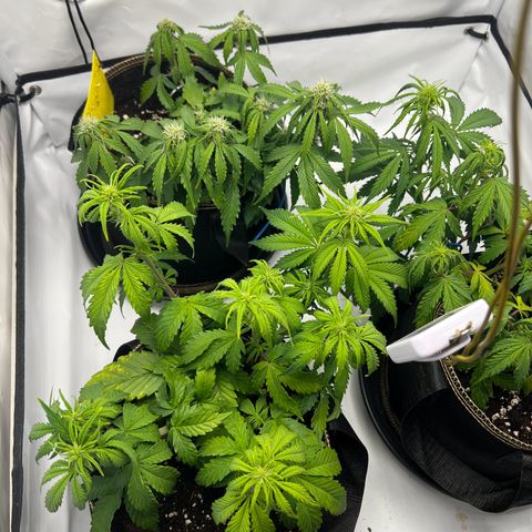 Blueberry Zkittlez Auto growlog timeline photo