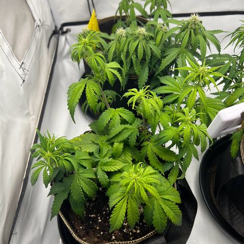 Blueberry Zkittlez Auto growlog timeline photo