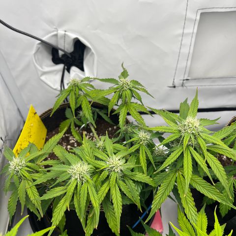 Blueberry Zkittlez Auto growlog timeline photo