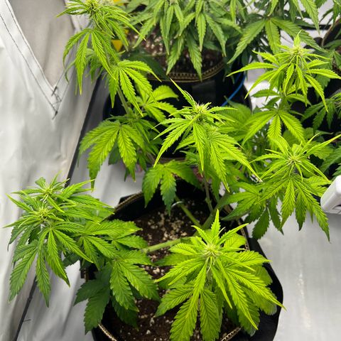 Blueberry Zkittlez Auto growlog timeline photo