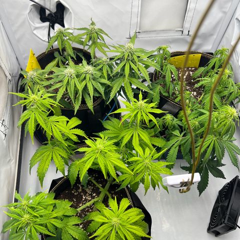 Blueberry Zkittlez Auto growlog timeline photo