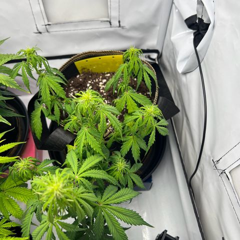 Blueberry Zkittlez Auto growlog timeline photo