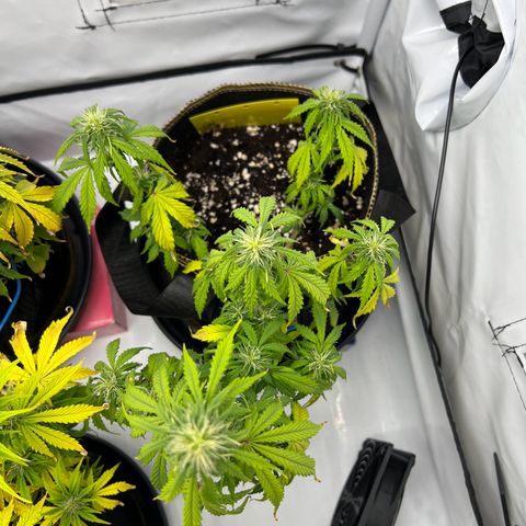 Blueberry Zkittlez Auto growlog timeline photo