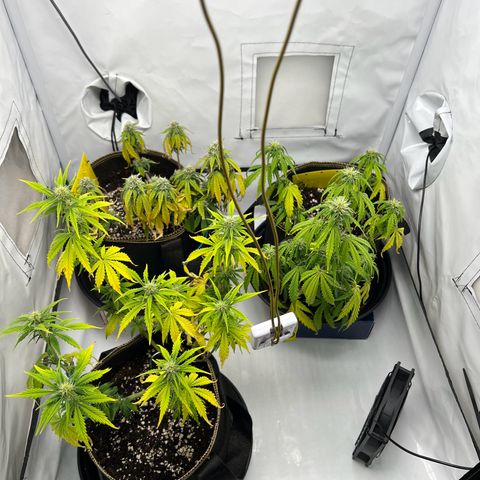 Blueberry Zkittlez Auto growlog timeline photo