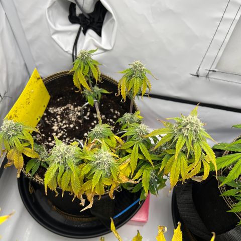 Blueberry Zkittlez Auto growlog timeline photo
