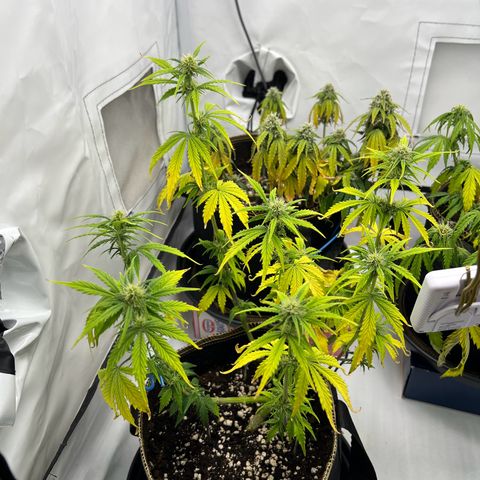 Blueberry Zkittlez Auto growlog timeline photo