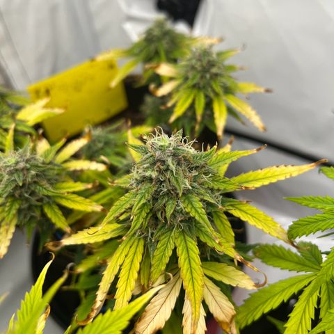 Blueberry Zkittlez Auto growlog timeline photo