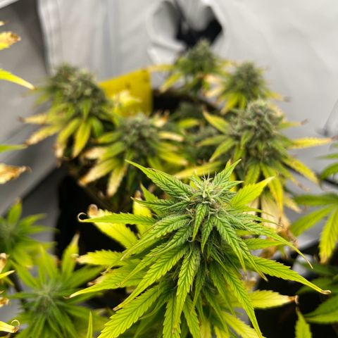 Blueberry Zkittlez Auto growlog timeline photo
