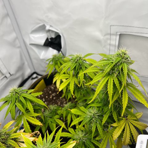 Blueberry Zkittlez Auto growlog timeline photo