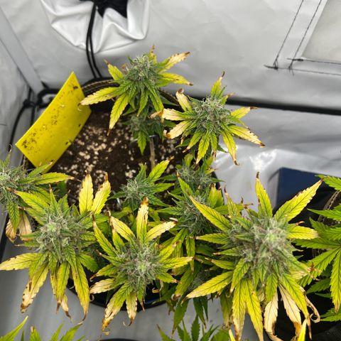Blueberry Zkittlez Auto growlog timeline photo