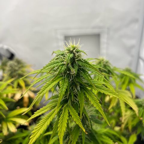 Blueberry Zkittlez Auto growlog timeline photo