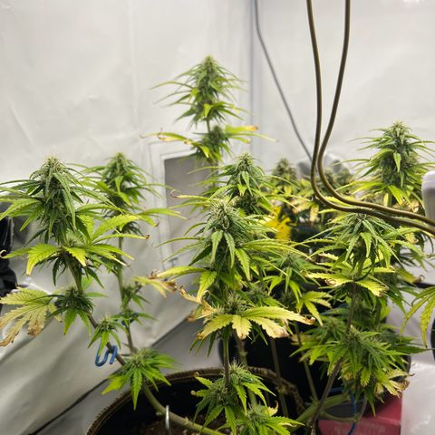 Blueberry Zkittlez Auto growlog timeline photo