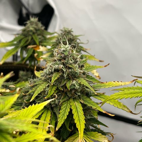 Blueberry Zkittlez Auto growlog timeline photo