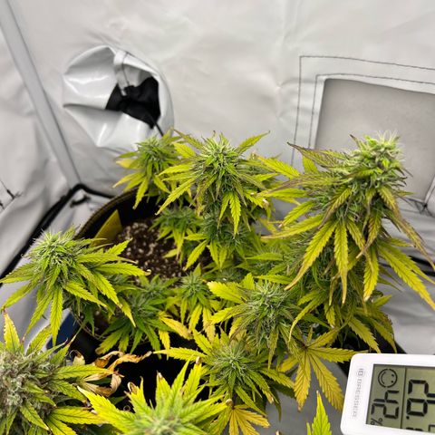 Blueberry Zkittlez Auto growlog timeline photo