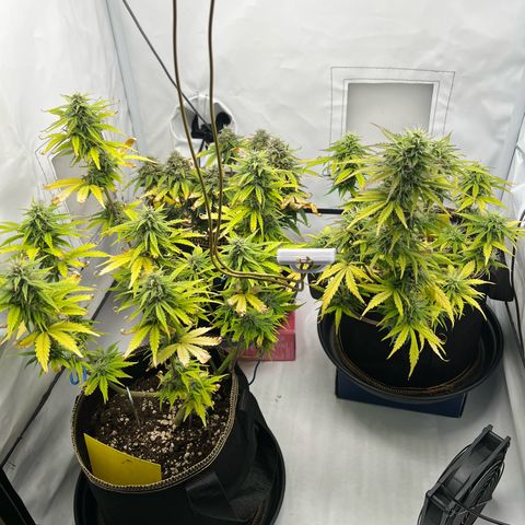 Blueberry Zkittlez Auto growlog timeline photo