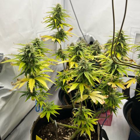 Blueberry Zkittlez Auto growlog timeline photo