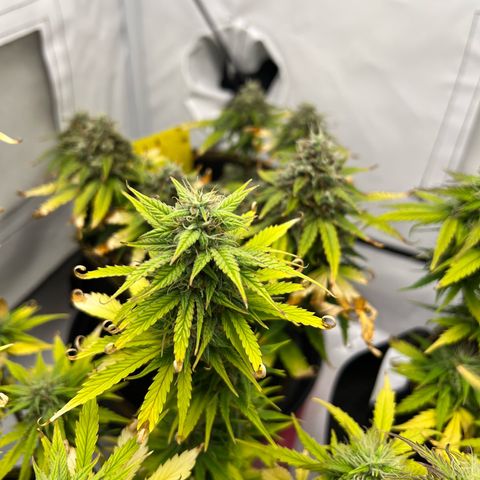 Blueberry Zkittlez Auto growlog timeline photo