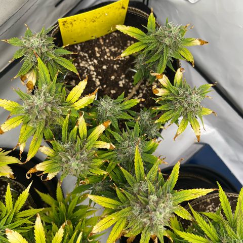 Blueberry Zkittlez Auto growlog timeline photo