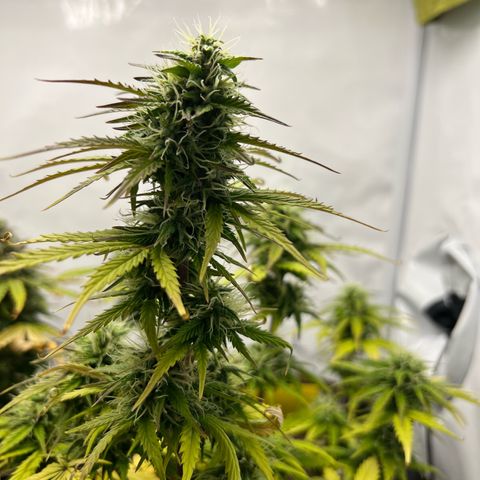 Blueberry Zkittlez Auto growlog timeline photo