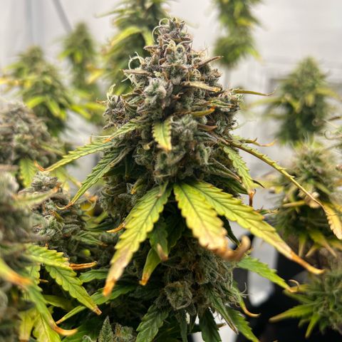 Blueberry Zkittlez Auto growlog timeline photo